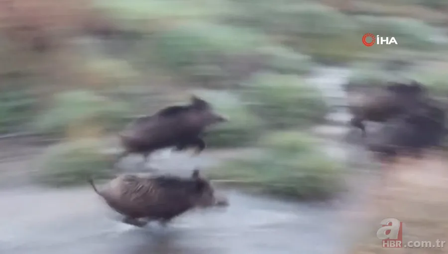 Arazide dolaşan vatandaş şoke oldu: Daha önce bu kadar kalabalık görüntülenmemişti 6
