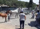 Bomba iddia! Kayıp atlar başka ülkeye mi satıldıl?