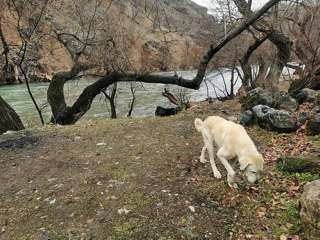 Tunceli’de köpeği kurtarmak için gözünü bile kırpmadan buz gibi suya atladı - 5