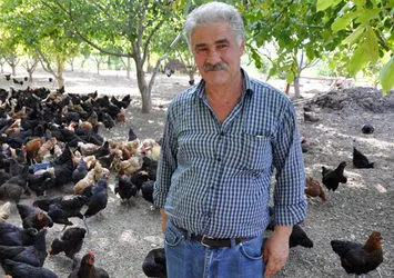 Düğünde duyduğu fikirle tavuk çiftliği kurdu