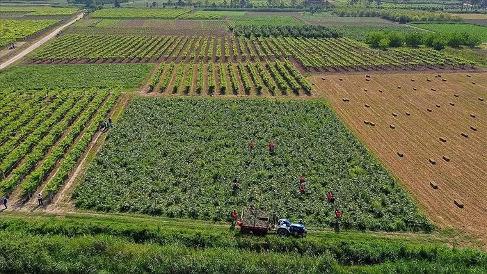 Bakan Vahit Kirişci: Çiftçilere 291,2 milyon liralık destek ödemesi yapılacak - 1
