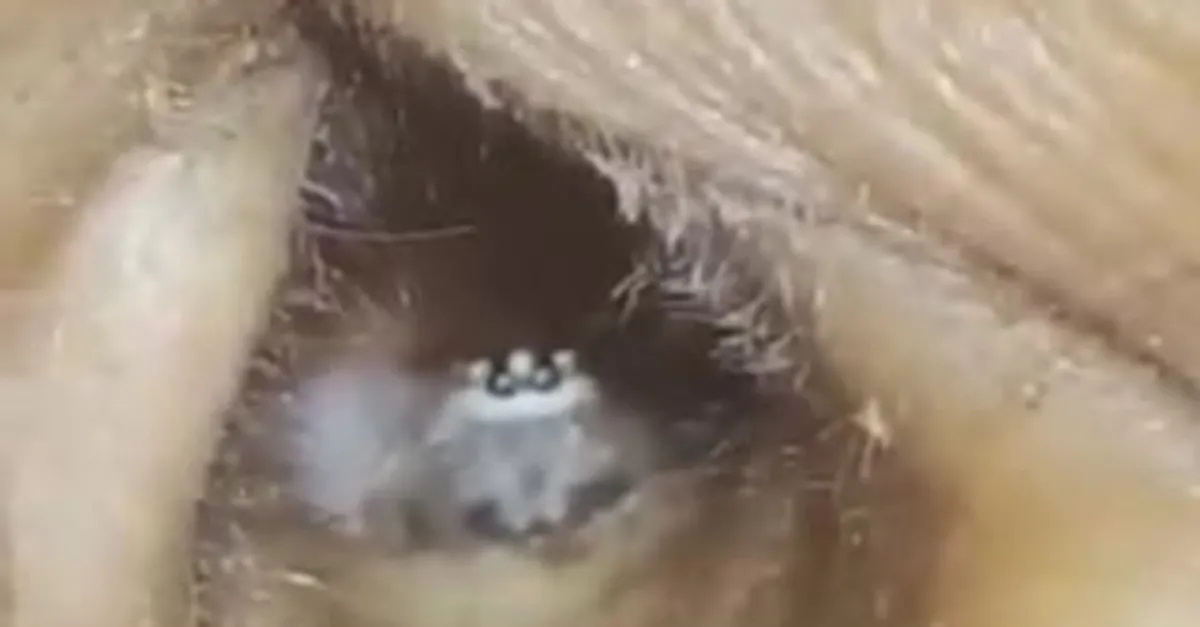 Kulağından çıkan dehşete düşürdü |Video