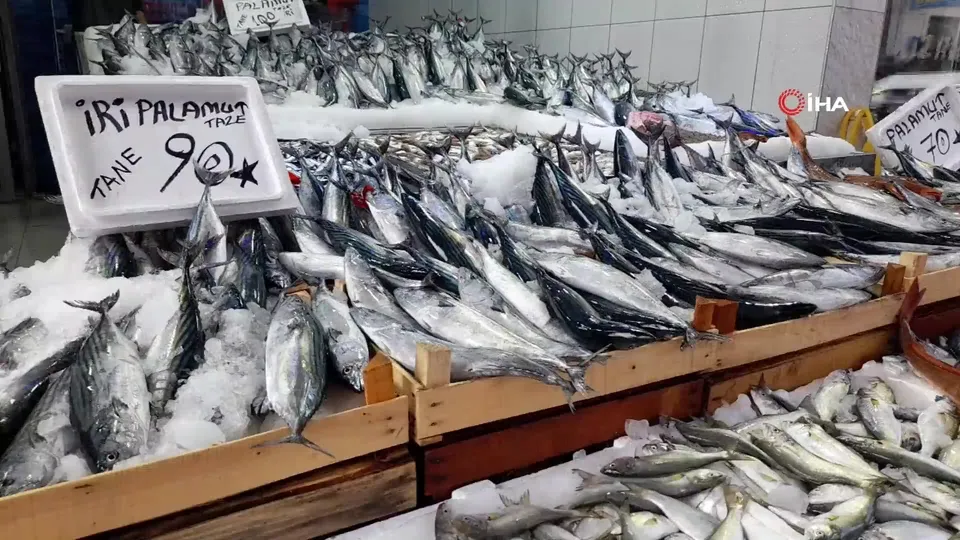 Sinop’ta lakerda zamanı! 2 kilosu bin TL