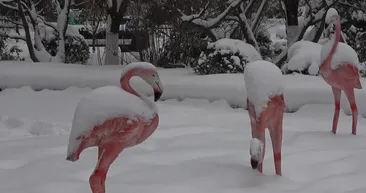 Sokaklar beyaz örtüyle kaplandı! Kar fırtınasında rekor yağış