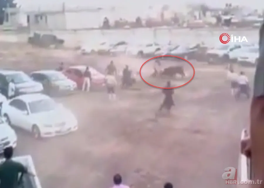 Kaçan boğa dehşet saçtı! Otoparka girip... 3