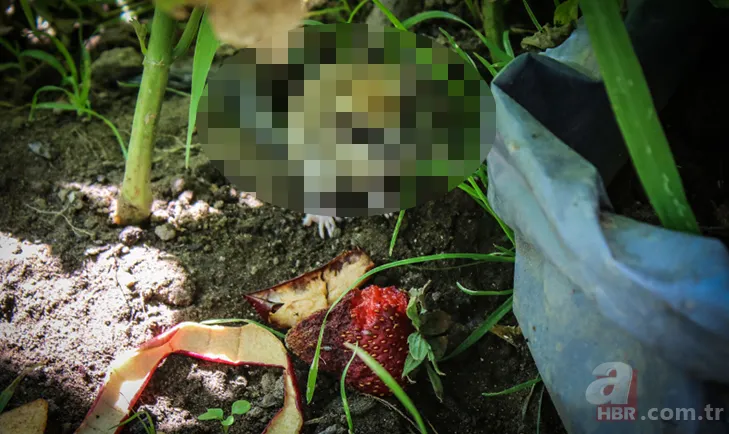 Kedinin ağzından kurtardı! Nesli tükenen hayvan o ilimizde görüldü 1