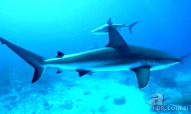 Sosyal medyayı sallayan köpek balığı deneyi yürekleri ağızlara getirdi! Okyanusa kan döküp bekledi ve... 1