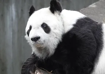 Japonya'nın en yaşlı pandası "Tan Tan" hayatını kaybetti