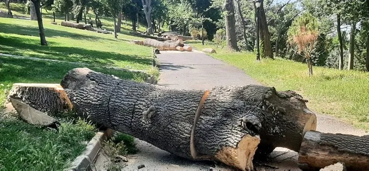İBB Emirgan'daki ağaçları katletti! 'İzin aldık' yalanı da tutmadı