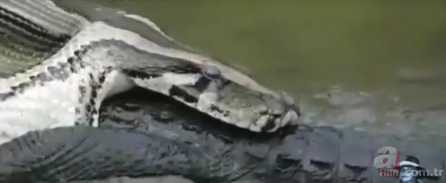 Dev piton timsahı yutmaya kalkıştı! Görenler inanamadı... 10