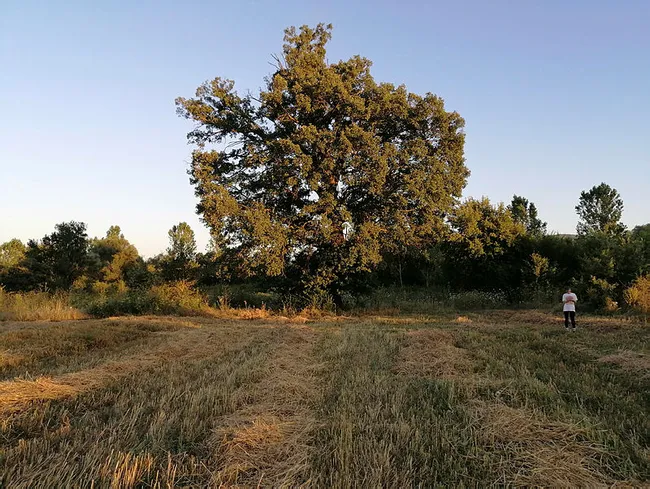 Bilecik’te 10 metre genişliğindeki 500 yıllık ağacı görenler şaşırıyor - 1