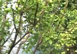 Bir kilosu çeyrek altın değerinde! Toros Dağları'ndan seraya yolculuk