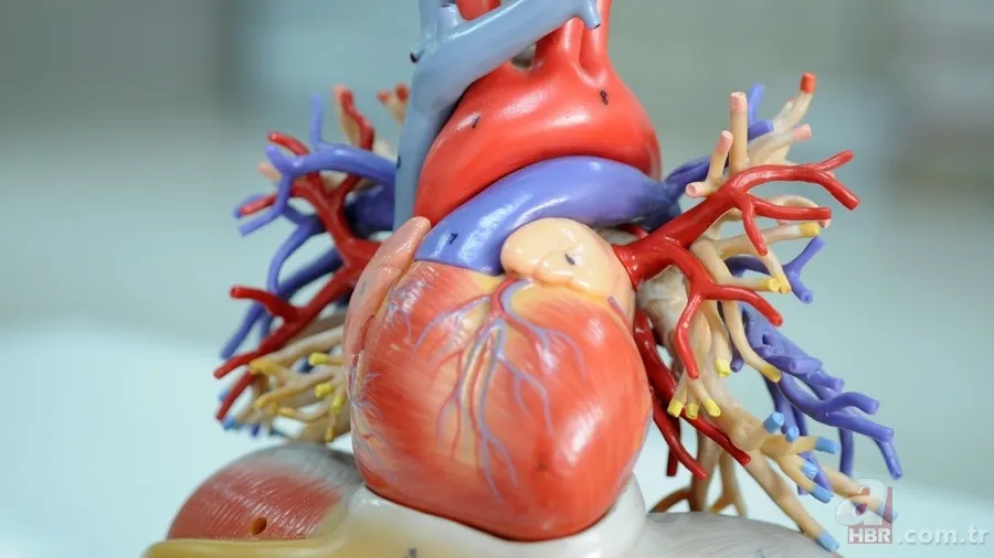 Aort damarı yırtıldığında ne olur? Aort damarı yırtılması nedir, neden olur? Belirtileri ve tedavi yöntemleri 3