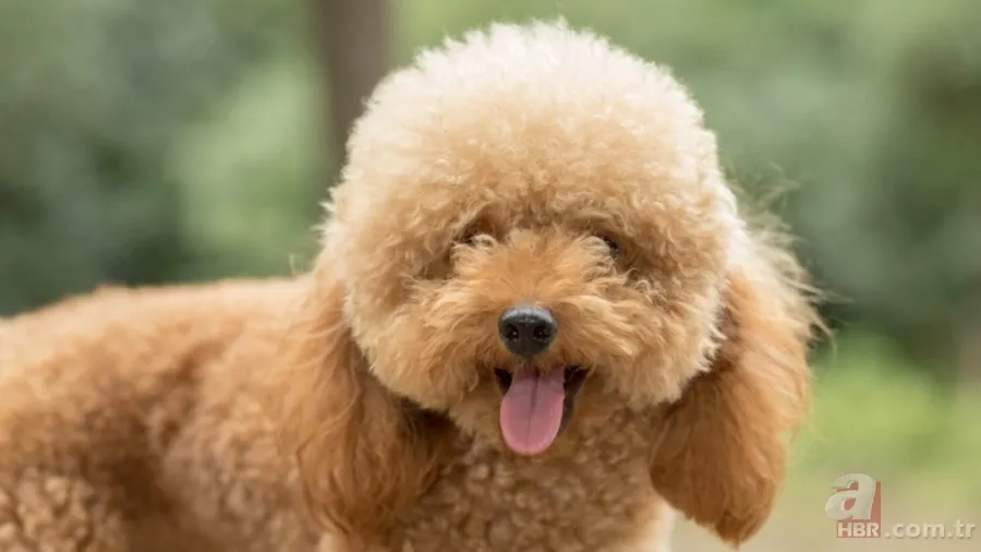 Veteriner açıkladı: İşte evcil hayvan olarak beslenebilecek en iyi 5 köpek ırkı 6