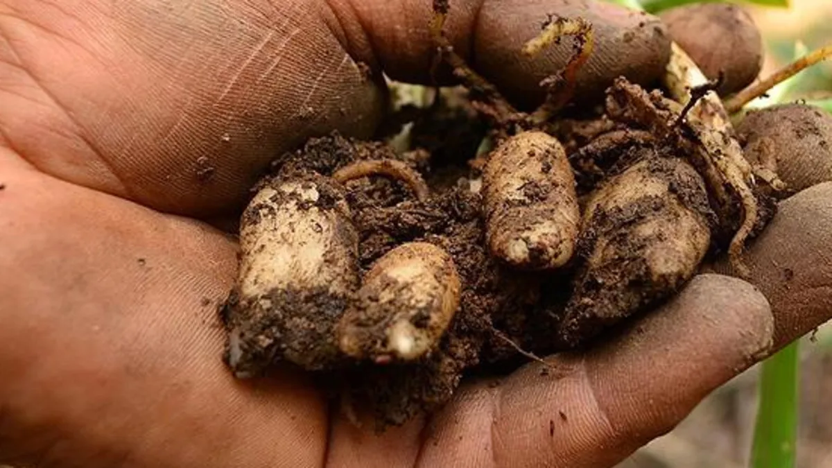 Adıyaman'da kaçak salep soğanı toplayan 5 kişiye 1 milyon 935 bin TL'lik ceza!