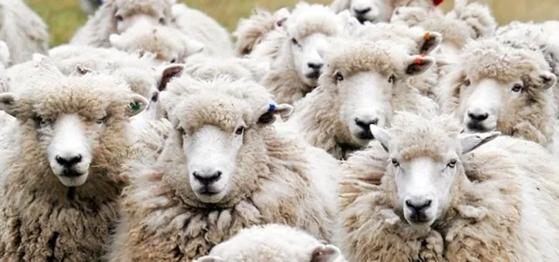 İllere göre kurbanlık fiyatları 2022: Kurbanlık fiyatları ne kadar, kaç TL oldu? İstanbul, Ankara, İzmir küçükbaş ve büyükbaş kurbanlık fiyatları açıklandı mı?