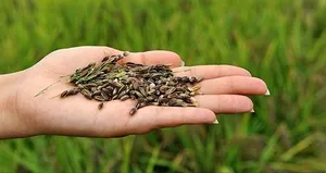 Sadece o ilde üretiliyor! Şifa deposu...