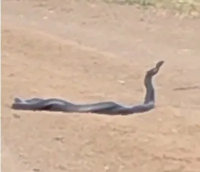 bingolde-yol-uzerinde-yilanlarin-dansi-kamerada-1656338019076.jpg Bingöl’de yol üzerinde yılanların dansı kamerada🐍 - 2
