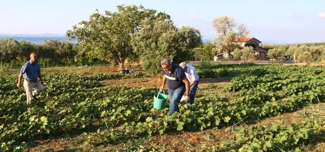 Tekirdağ’da kınalı bamyanın hasadı başladı