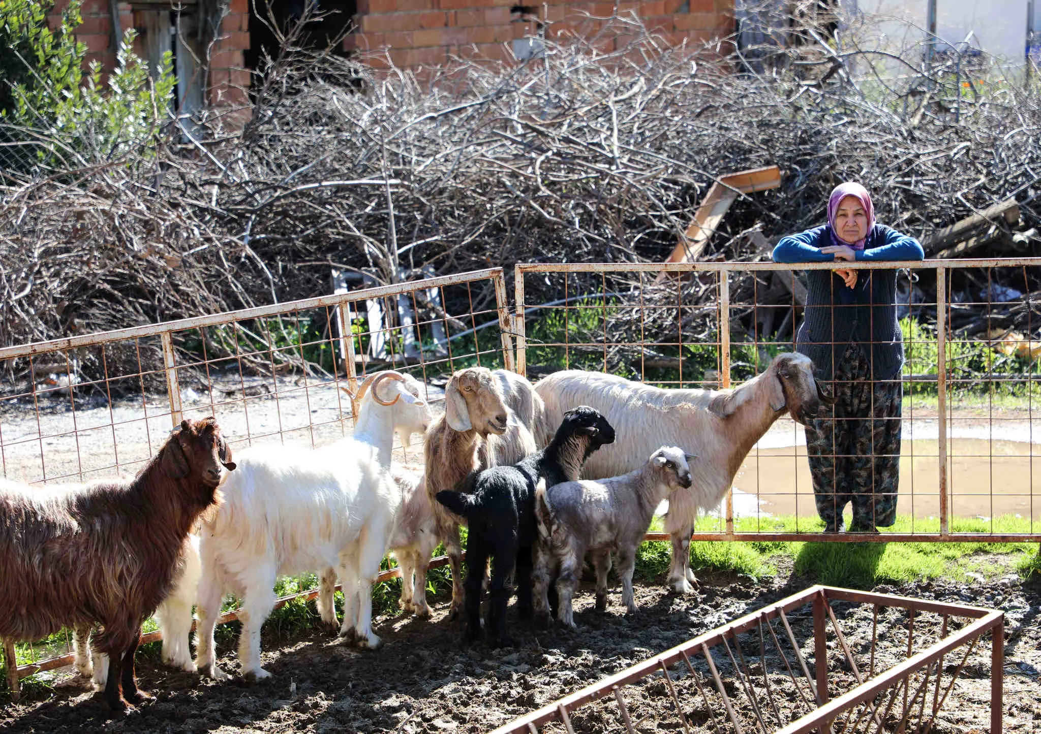 Kırsalda Bereket Küçükbaşa Destek projesi nedir, kimleri kapsıyor?