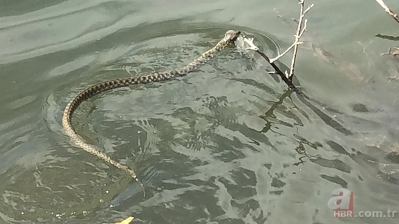 Avlayıp metrelerce ağzında böyle taşıdı! Amatör balıkçılar görüntüledi 10