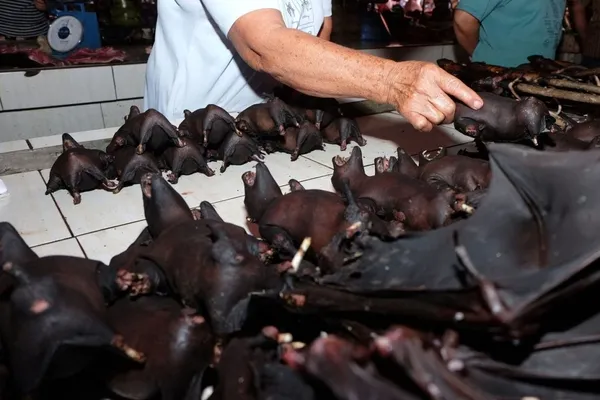 DSÖ koronavirüsün hayvanlardan insanlara nasıl geçtiğini araştıracak