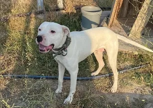 Yasaklı köpek ırkları tehlike saçıyor mu?