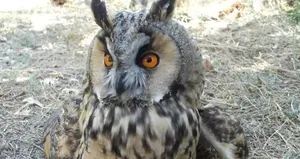 Niğde’de ’kulaklı orman baykuşu’ görüntülendi