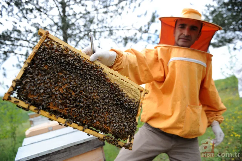 Bunu kışın içeceğine atan hasta olmuyor! Faydaları saymakla bitmeyen besin kansere geçit vermiyor 18