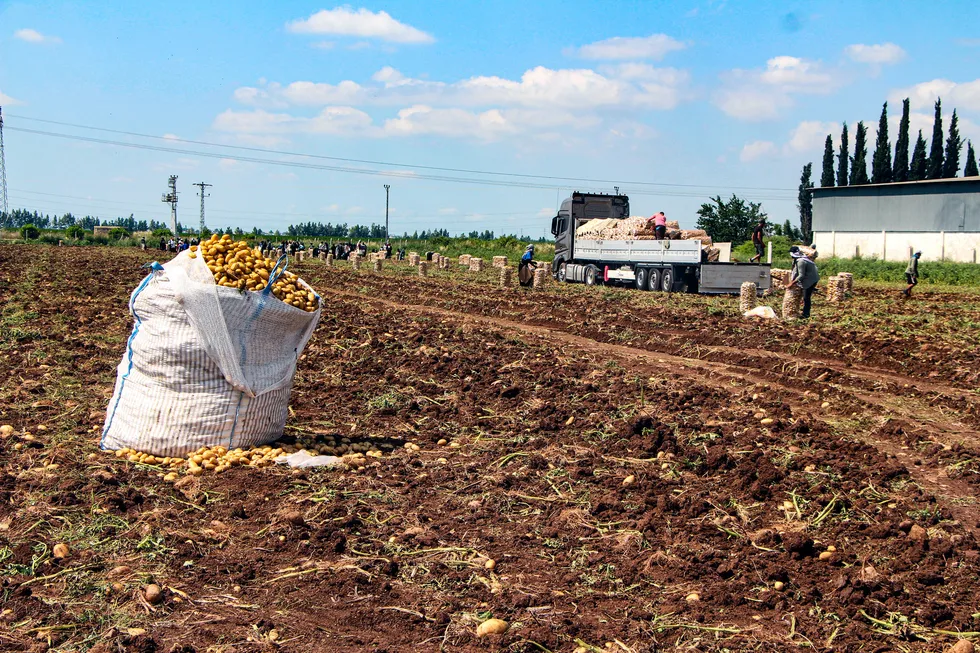 Adana'da patates hasadı! Tarlada kilosu 20 TL'ye düştü - 3