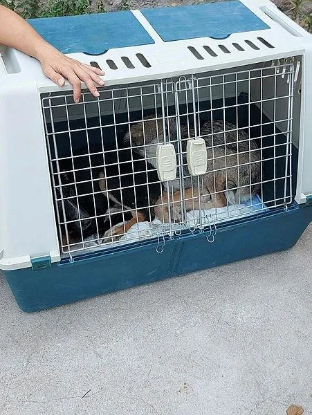 vahset-bahcesinde-10-olu-kopek-bulunan-kadin-gozaltina-alindi-1628273236167.jpeg Komşular kötü kokudan şikayetçi oldu! Bahçede 10 köpek ölüsü bulundu - 3