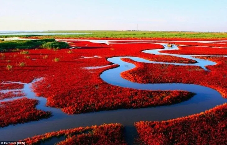 Çin’deki kırmızı sahil