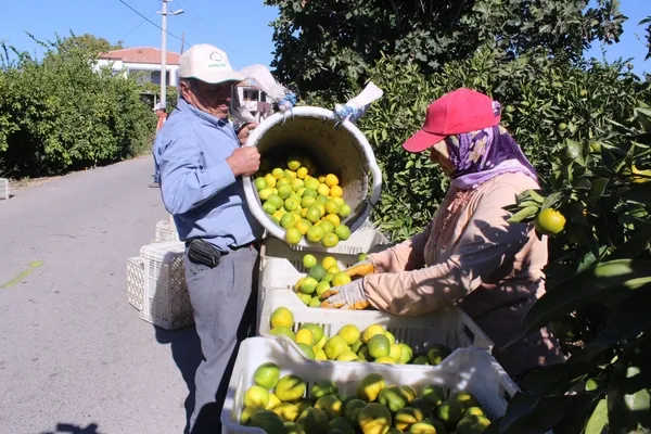 izmirin-topraklarindan-62-ulkeye-sari-altinin-hasat-zamani-geldi-1666767330180.jpg İzmir’in topraklarından 62 ülkeye! Sarı altının hasat zamanı geldi - 3