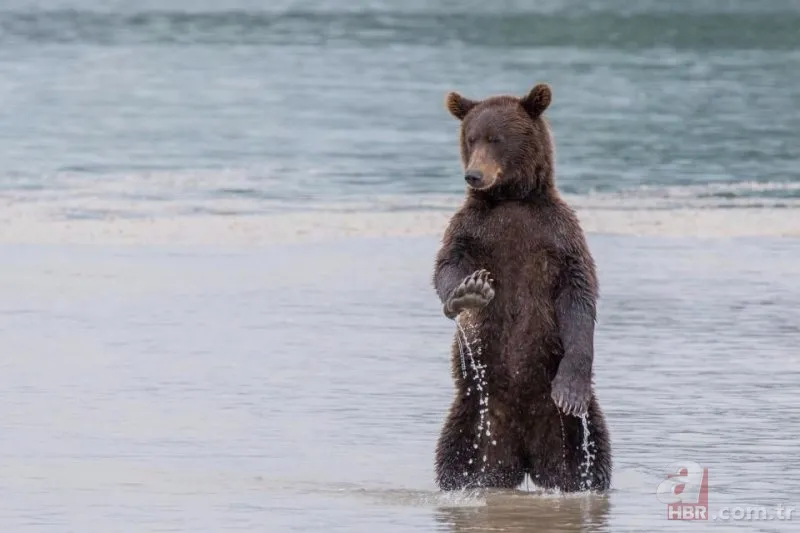 Vahşi yaşamın en komik fotoğrafları 19
