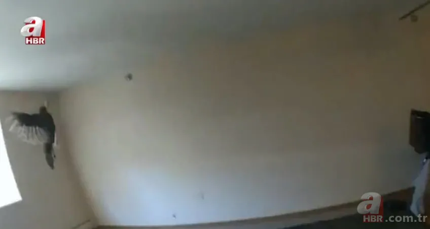 Eve giren firari vahşi hindi ortalığı birbirine kattı! ABD polisinden "özel hindi operasyonu" 8