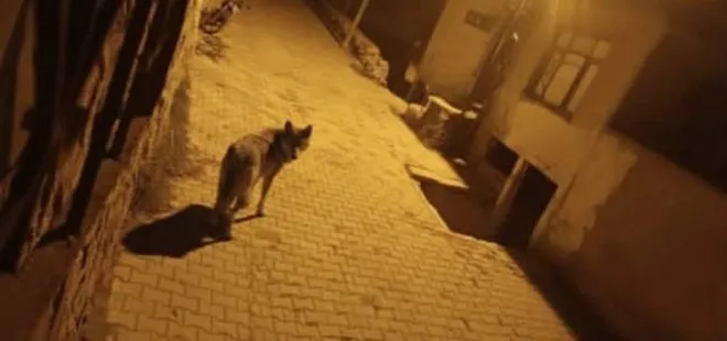 Başkale'de aç kalan kurtlar ilçeye indi