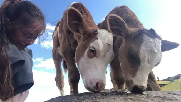 Buzağı desteği ne zaman yatacak 2021? Buzağı 2. dönem destek ödemeleri ayın kaçında yatar? İllere göre ödeme tarihleri...