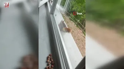 Sincap eve yuva yaptı