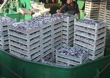 Hamsinin kilogramı 8 liraya düştü