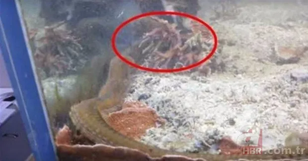 Hayvanlar dünyasından inanılmaz anlar 1