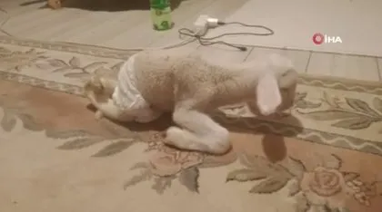 Görenler gözlerine inanamadı! Bacakları ters doğdu