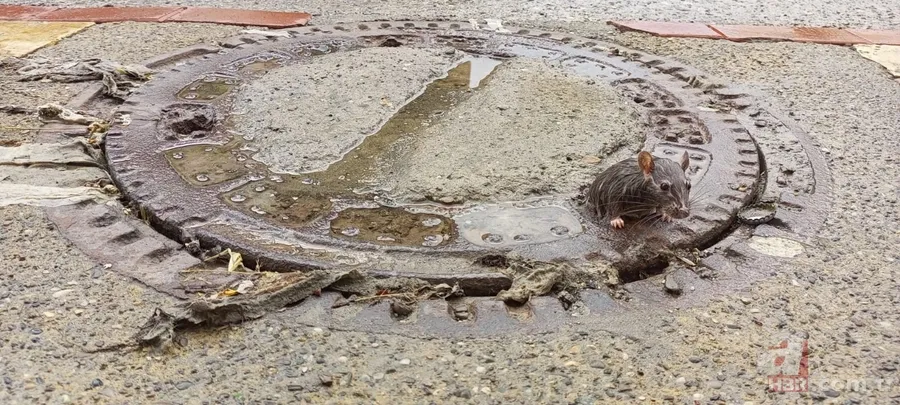 Fazla kilosu başına dert oldu! Yardıma giden esnaflar da kurtaramadı 4