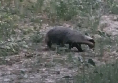 Nesli tükenme tehlikesi altında! O ilimizde görüntülendi