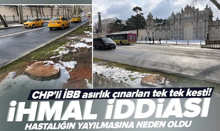 CHP’li İBB asırlık çınarları tek tek kesti! İhmal iddiası: Bakım budamaları hastalığın yayılmasına neden oldu