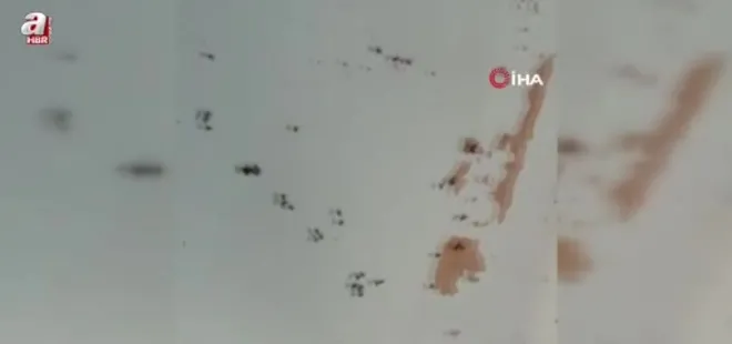 Balıkesir Gönen'de kara sinek istilası