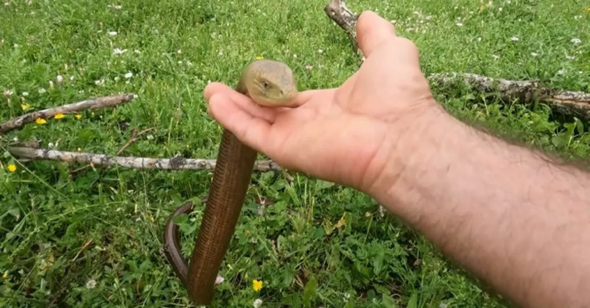 Herkes yılan sandı! Eliyle yakalayıp sevdi