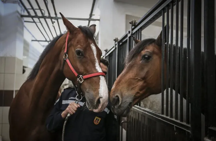 Jandarmanın atları ’özel’ görevlere hazırlanıyor
