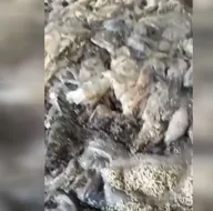 İşkembeler kurtlar içinde yüzüyor!