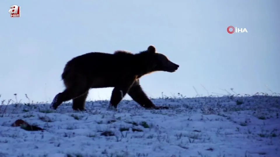 Ardahan’da bozayı böyle görüntülendi