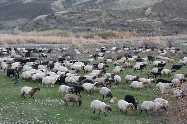 siirtte-coban-bulamiyorlar-maaslar-10-bin-tl-1638788520933.jpg Siirt’te çoban bulamıyorlar! Maaşlar 10 bin TL - 3